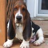 1-Basset_Hound