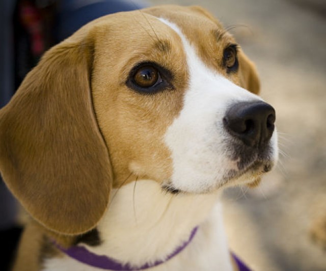 Beagle: Un Tierno Amigo