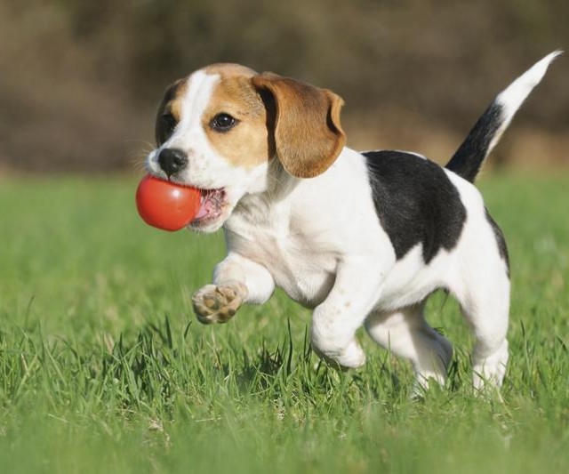 Conoce más de la Raza Beagle