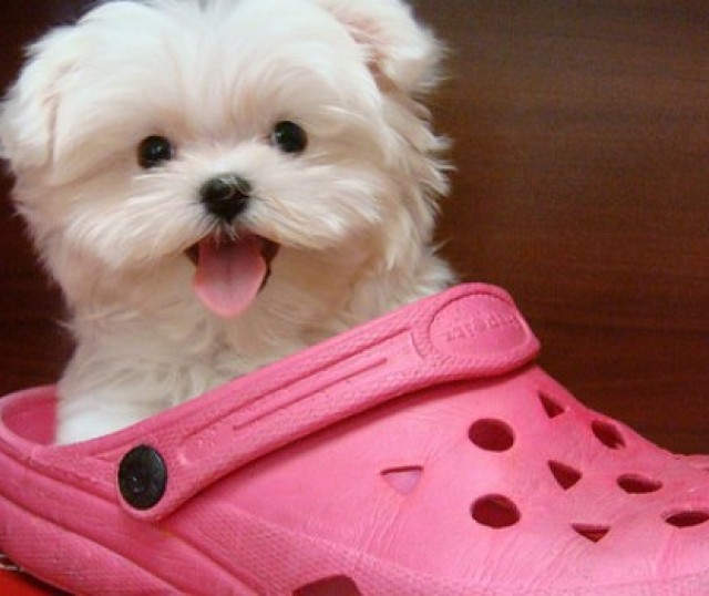 Bolsos para llevar online bichon maltes