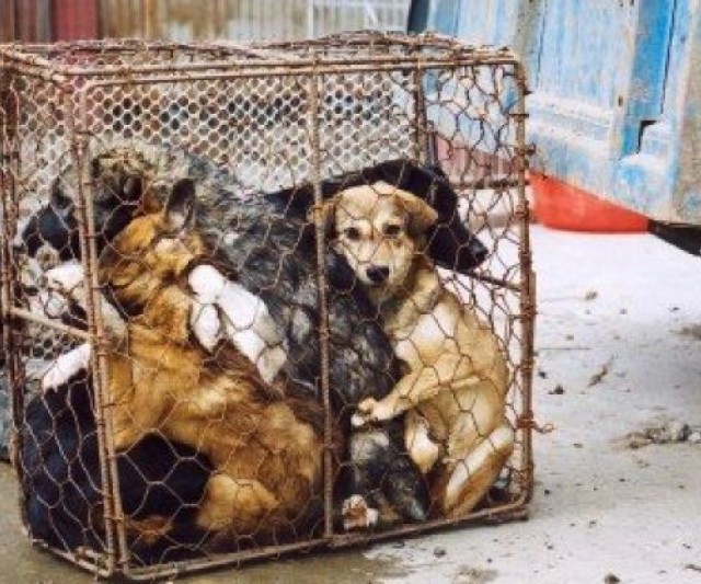 Contra el Festival de Carne de Perro de China