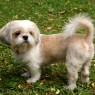 2-Shih_Tzu