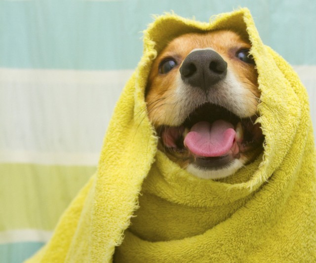 Aprende a bañar a tu perro