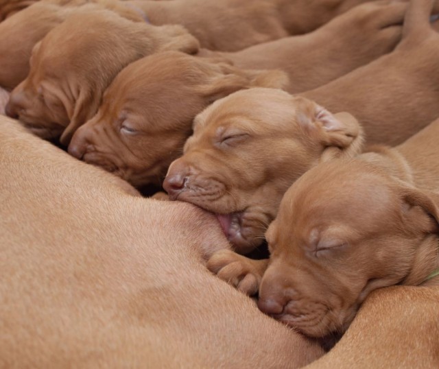 Cuidado_de_perros_y_gatos_despues_del_parto