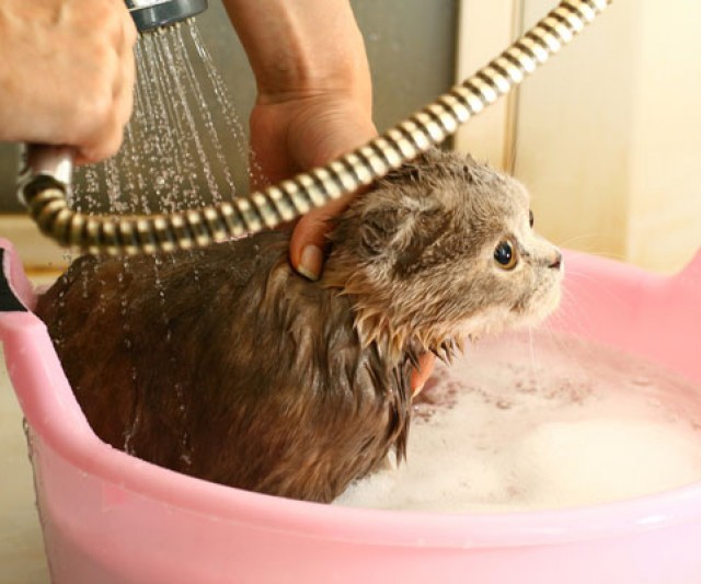 ¿Es necesario bañar a los gatos?