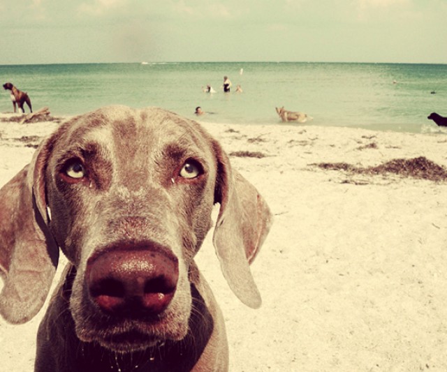 La Playa y los Perros