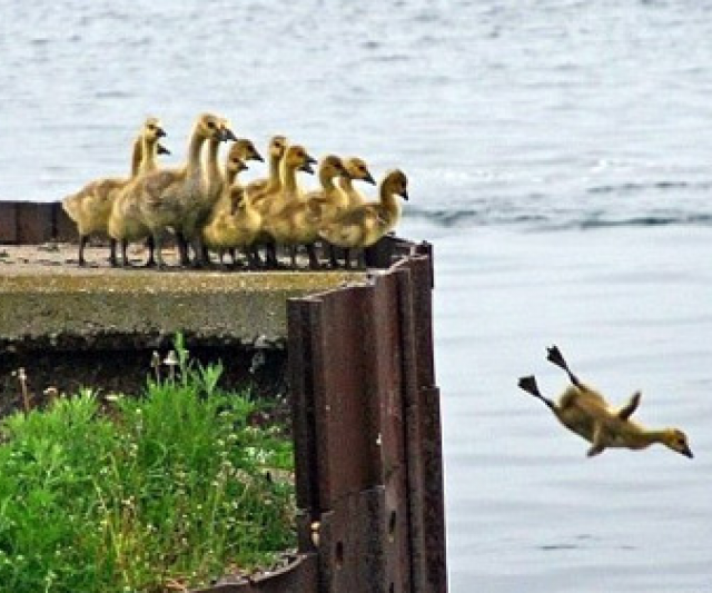 ¿Los animales se pueden suicidar?