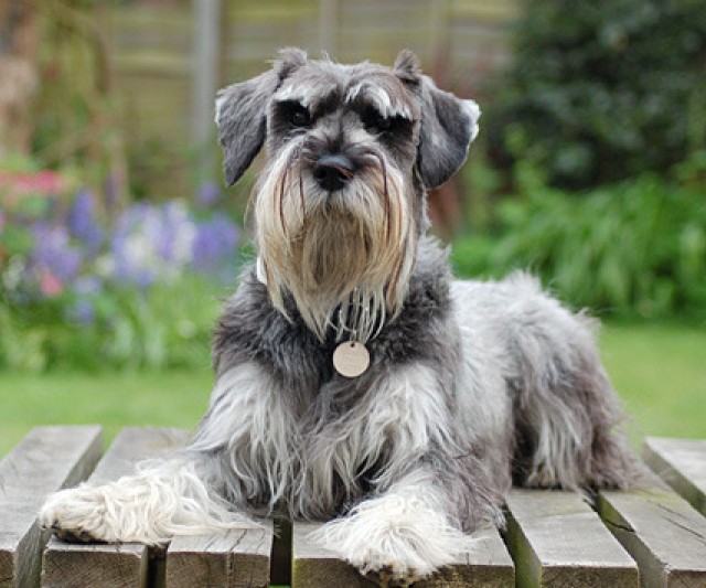 Schnauzer