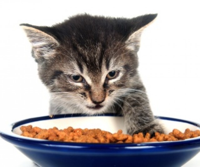 La Importancia de la Comida para Gatos