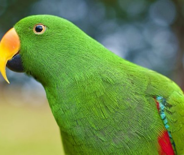 alimentos-para-loros