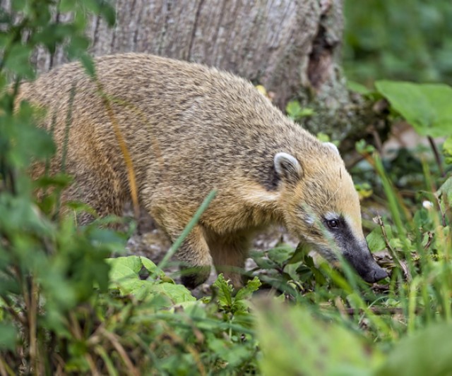 Animales Autóctonos de Uruguay