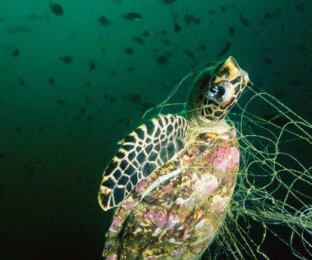 animales-contaminados-en-el-agua