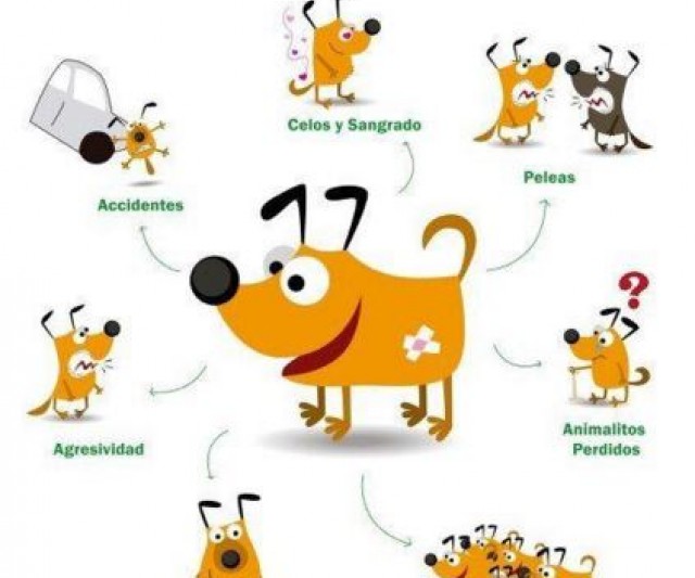 5 Razones para Castrar a tu Mascota