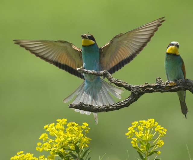 Aves cantoras que se pueden tener de mascota