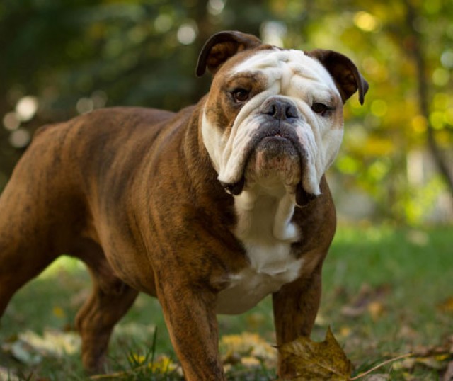 bulldog