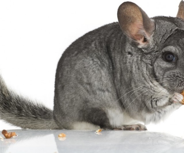 Las Chinchillas Domésticas