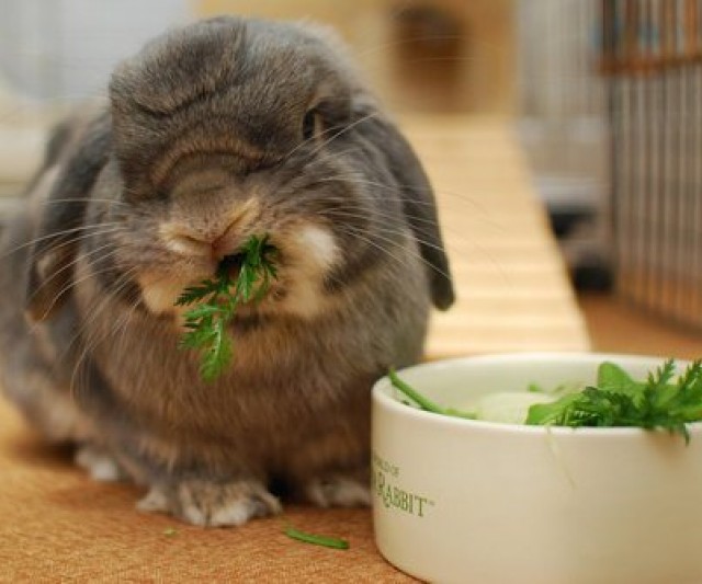 Alimentación Ideal para los Conejos