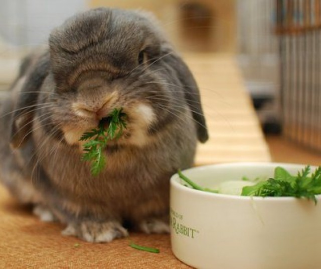 comida-para-conejos