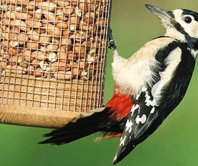 comida-para-pajaros