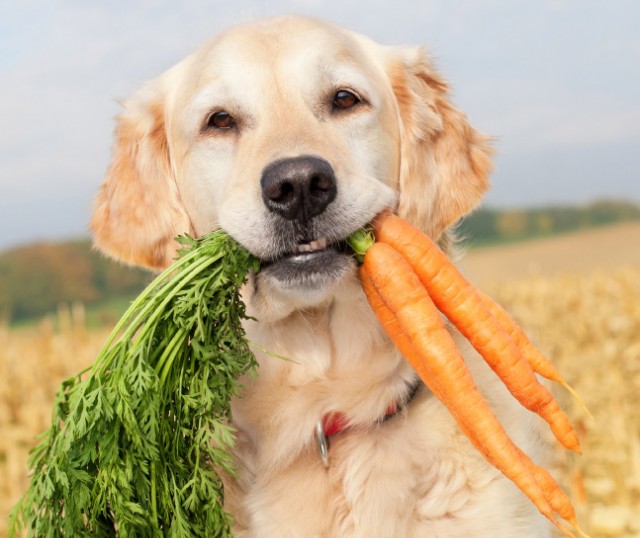 comida-para-perros