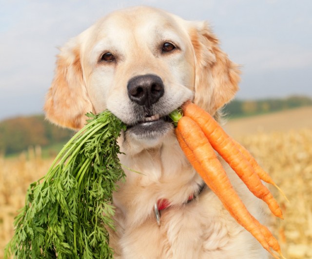 La mejor Comida para Perros