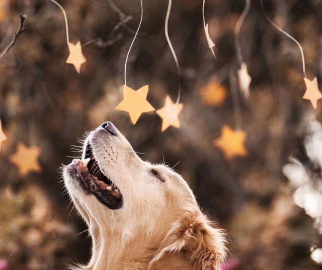 como-superar-muerte-de-una-mascota