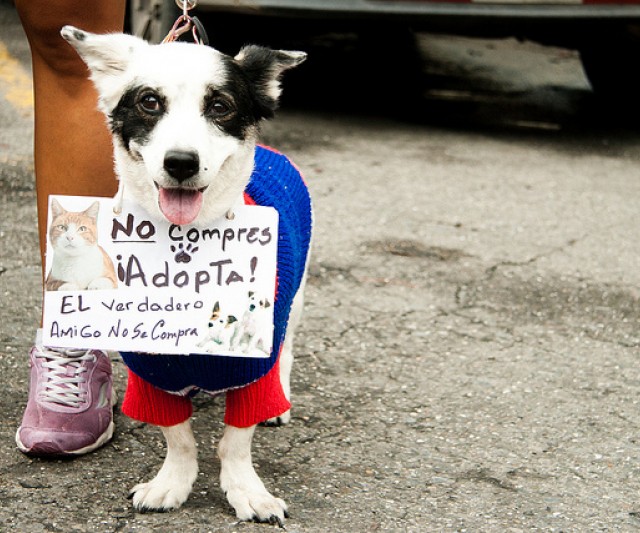 Consejos para Adoptar Animales