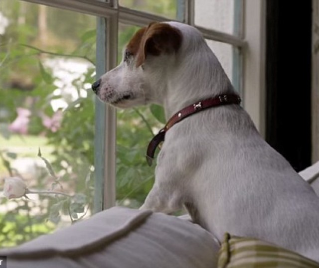 consejos-manejar-la-ansiedad-de-mi-perro