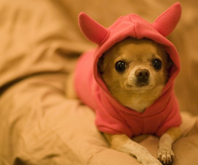 7 Consejos para Amigos de Chihuahuas