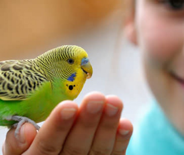 cuidados-de-una-mascota