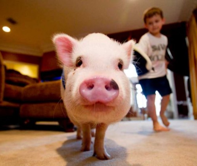 5 Cosas Que No Sabías Sobre Los Cerdos