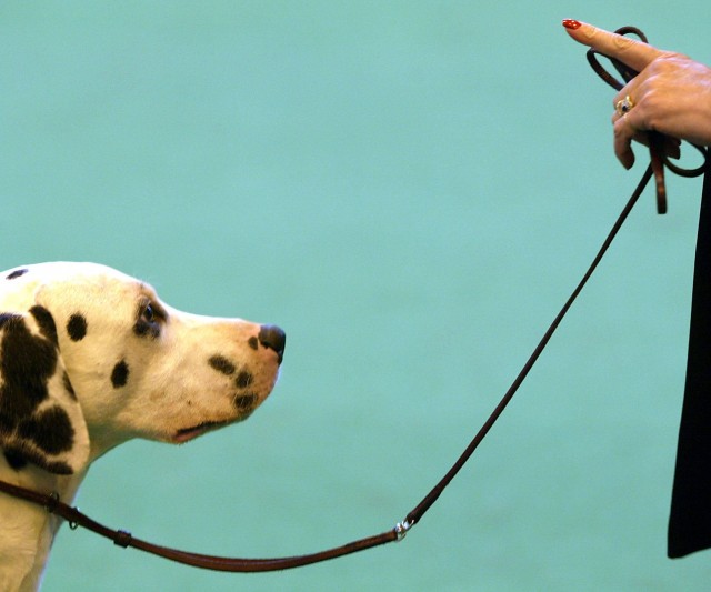 Una manera eficaz de entrenar a tu perro