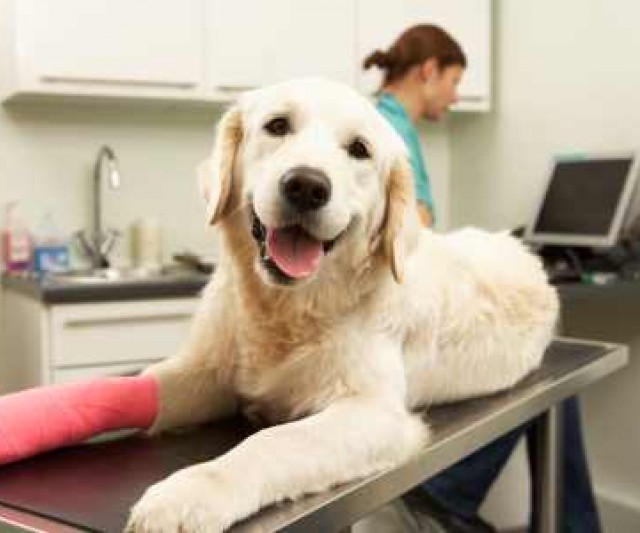 Como Aliviar Dolores en las Patas de tu Perro