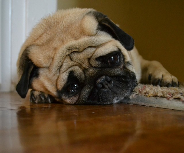 Cómo Saber Si mi Perro tiene Dolor