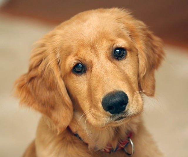 El Golden Retriever