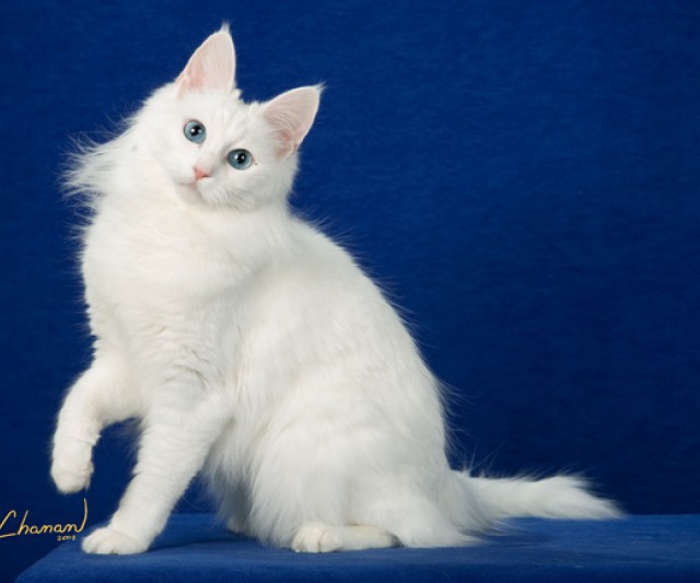 El Gato Más Elegante, El Gato Angora