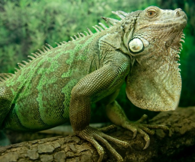 Iguanas