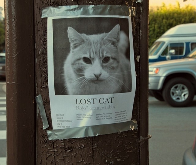 lost-cat-poster