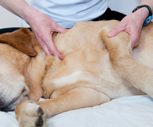 Los Beneficios de Masajear a tu Perro