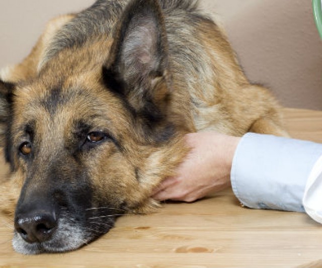 Medicamentos Humanos que los Veterinarios Aprueban para Tu Perro