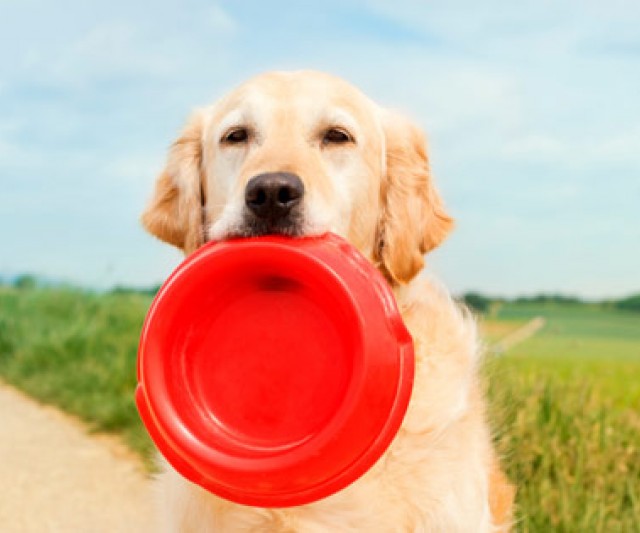 5 Meriendas para Perros