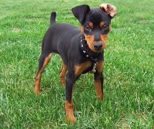 Mini Pinscher