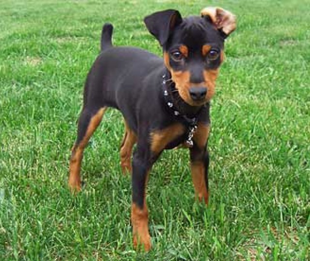 mini-pinscher