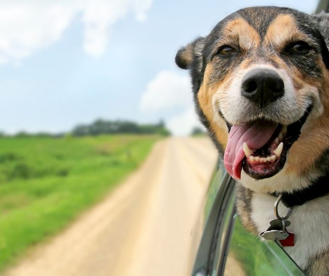 paseo-perro-auto