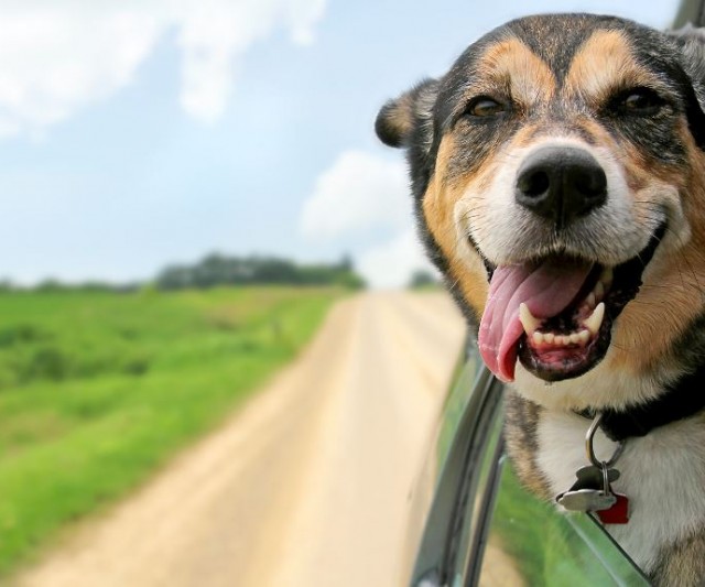 ¿Paseo en auto? Consejos para Sacar a tu Perro