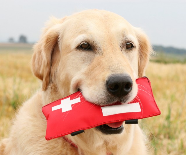 Primeros Auxilios para Animales