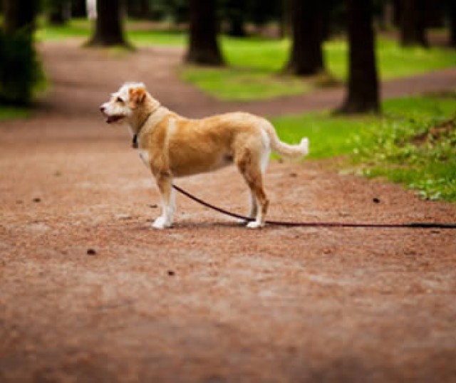 que-hacer-cuando-se-pierde-nuestra-mascota