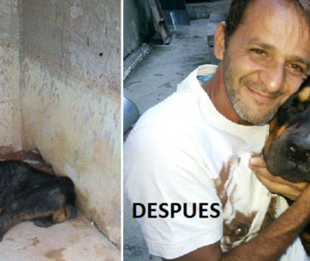 rescates-milagrosos-de-animales