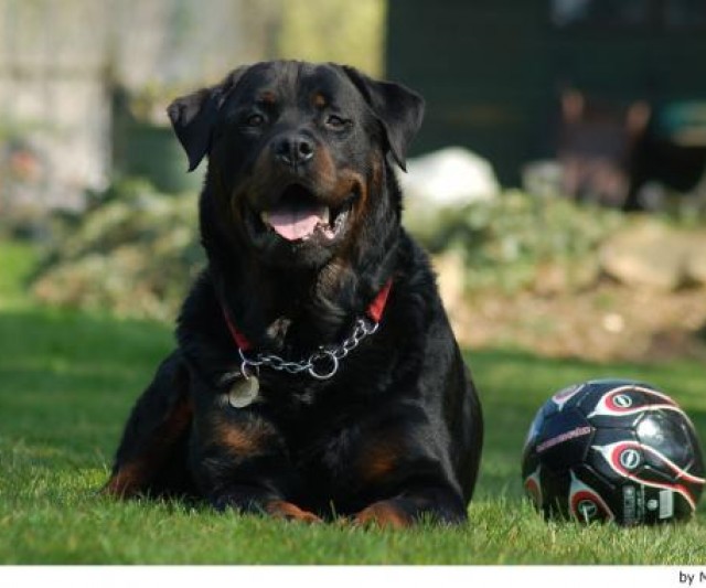 Rottweiler