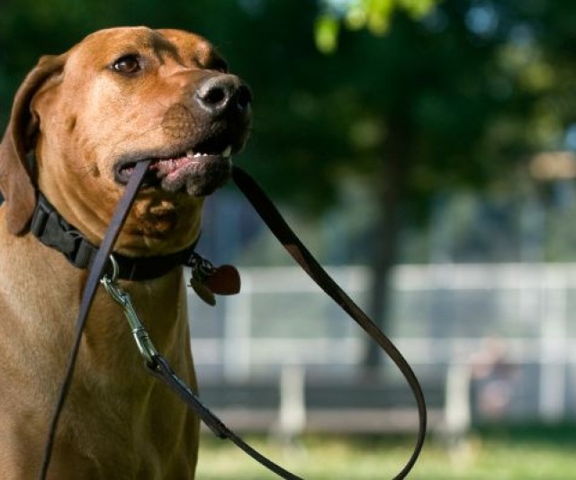 Conoce lo que le Sucede a tu Perro cuando lo Sacas de Paseo